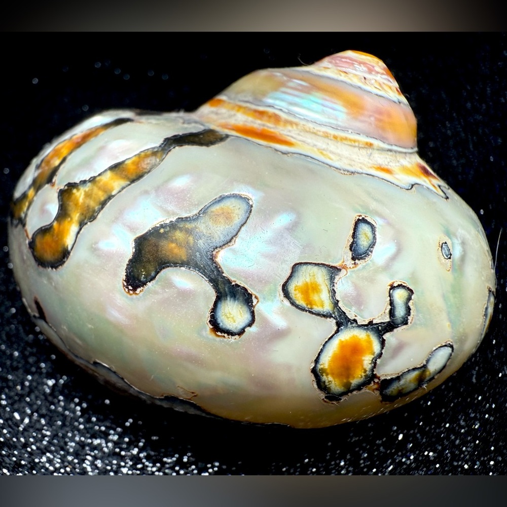 Natural Oddities Large Authentic Rare Turbo Sarmaticus Turban Shell